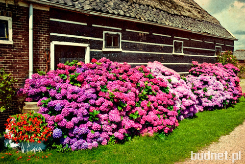 Hydrangea macrophylla Leuchtfeuer